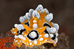 Phyllidia ocellata / no crop by Enje Im 
